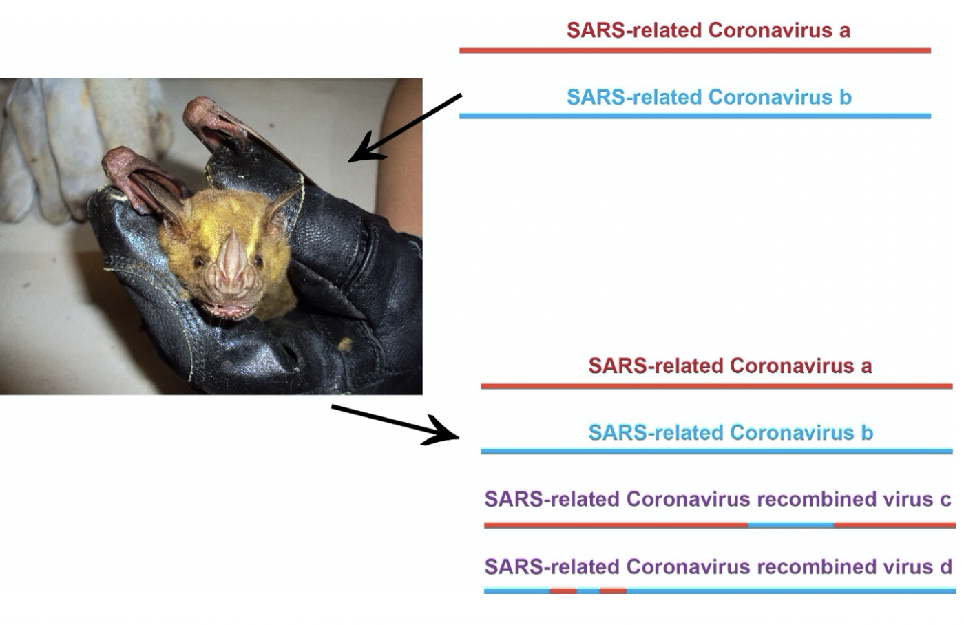 A single bat can carry multiple distinct SARS-related coronaviruses. Inside of the bat, the individual viruses can propagate and be secreted, sustaining a transmission cycle. However, the simultaneously present SARS-related coronaviruses can also sw…